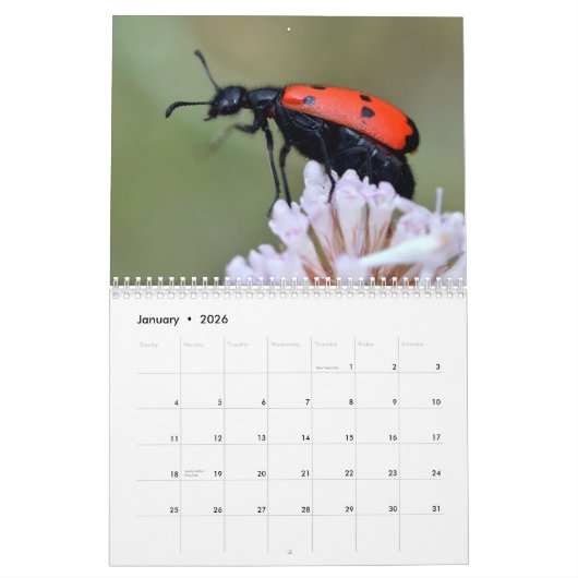 Kalender van diverse insecten (Jan 2026)