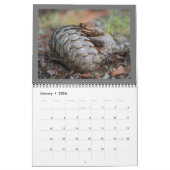 Kalender van het reddingsfonds Pangolin 2024 (Jan 2026)