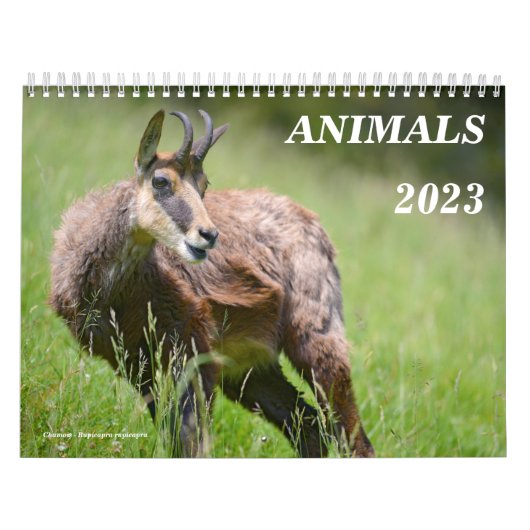 Kalender van verschillende dieren (Hoes)