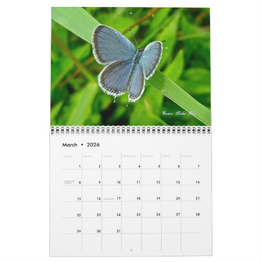 Kalender - Vlinders & Motten (Mar 2026)