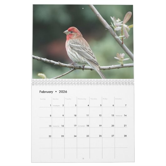 Kalender - Vogels en vlinders (Feb 2026)