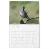 Kalender - vogels van Noord-Amerika (Jan 2027)