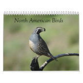 Kalender - vogels van Noord-Amerika (Hoes)