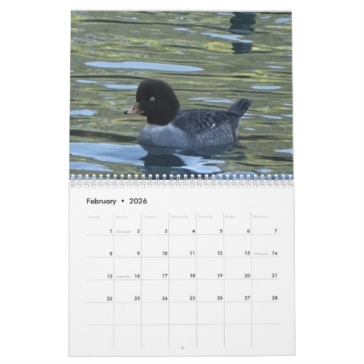 Kalender - vogels van Noord-Amerika (Feb 2026)