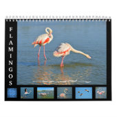 Kalender voor 12 maanden Flamingos (Hoes)