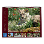 Kalender voor 12 maanden Leeuwenfamilie (Hoes)