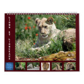 Kalender voor 12 maanden Leeuwenfamilie (Hoes)