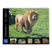 Kalender voor 12 maanden Leeuwenfamilie (Hoes)