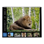 Kalender voor 12 maanden Leeuwenfamilie (Hoes)