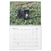 Kalender voor 2017 Border Collie (Jan 2027)