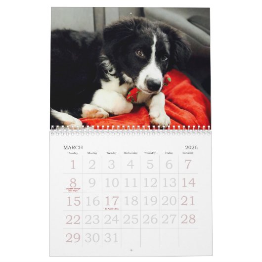 Kalender voor 2017 Border Collie (Mar 2026)