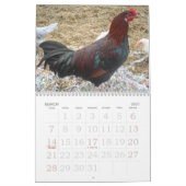 Kalender voor kippen (Mar 2027)