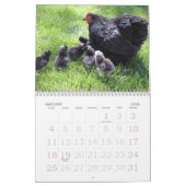 Kalender voor kippen (Jan 2026)