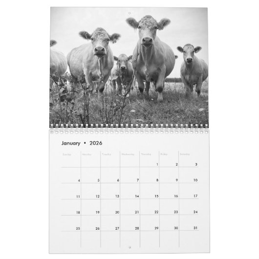 Kalender voor rundvee in 2024 (Jan 2026)