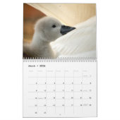 Kalender voor zwemmers en cygnets (Mar 2026)
