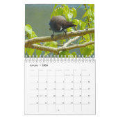 Kalender, wilde dieren, wilde vogels uit Californi Kalender (Jan 2026)