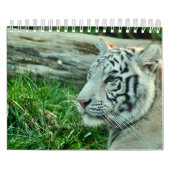 Kalendertijger Kalender (Hoes)