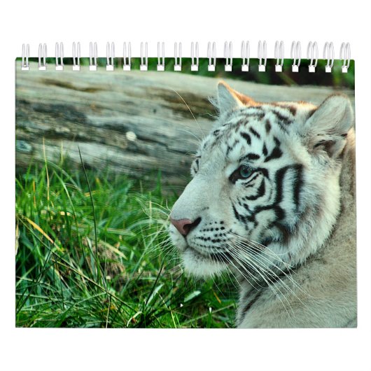 Kalendertijger Kalender (Hoes)