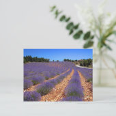 Kalenderveld in Provence Briefkaart (Staand voorkant)