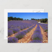Kalenderveld in Provence Briefkaart (Voorkant / Achterkant)