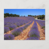 Kalenderveld in Provence Briefkaart (Voorkant)