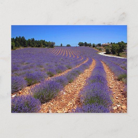 Kalenderveld in Provence Briefkaart (Voorkant)