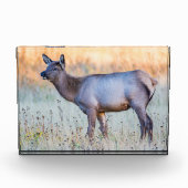 Kalf eland | Madison Junction, Wyoming Fotoblokken (Voorkant)