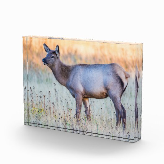 Kalf eland | Madison Junction, Wyoming Fotoblokken (Rechts)