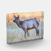 Kalf eland | Madison Junction, Wyoming Fotoblokken (Links)