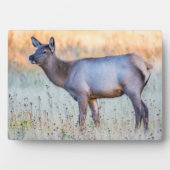 Kalf eland | Madison Junction, Wyoming Fotoplaat (voorkant)