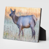 Kalf eland | Madison Junction, Wyoming Fotoplaat (Zijkant)