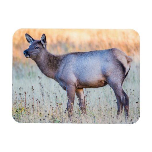 Kalf eland | Madison Junction, Wyoming Magneet (Horizontaal)