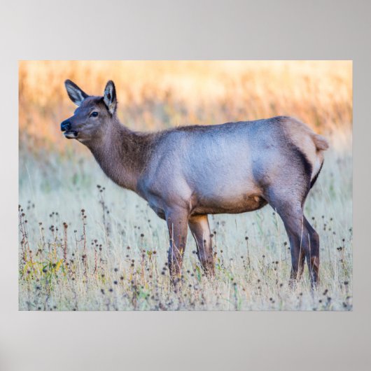 Kalf eland | Madison Junction, Wyoming Poster (Voorkant)