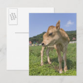 Kalf stand briefkaart (Voorkant / Achterkant)
