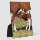 Kalf zuigt fotoplaat (Zijkant)