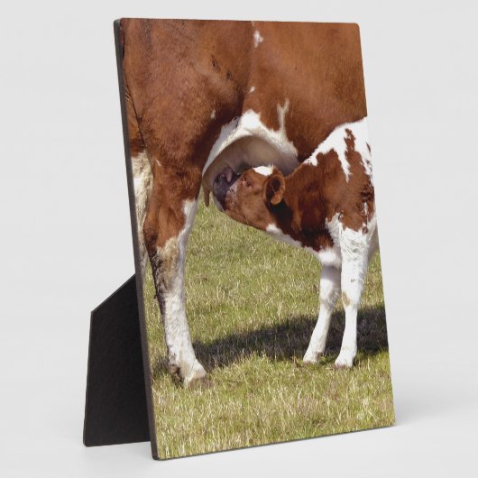 Kalf zuigt fotoplaat (Zijkant)