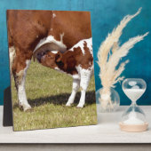 Kalf zuigt fotoplaat (Zijkant)