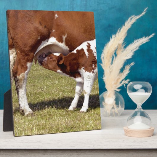 Kalf zuigt fotoplaat (Zijkant)