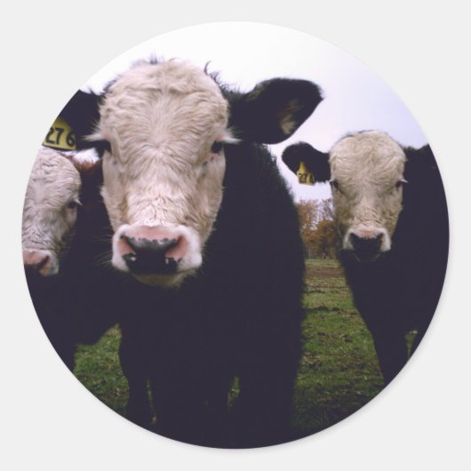 kalfstrio ronde sticker (Voorkant)