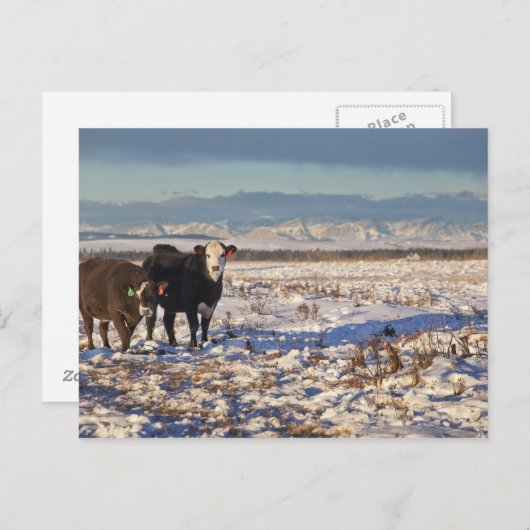 kalgary , alberta , canada briefkaart (Voorkant / Achterkant)