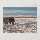 kalgary , alberta , canada briefkaart (Voorkant)