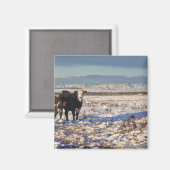 kalgary , alberta , canada magneet (Voorkant / Achterkant)