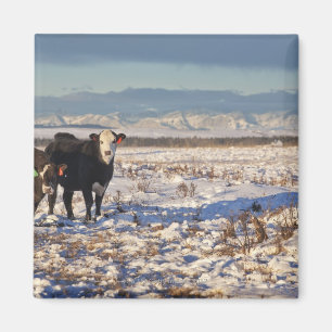 kalgary , alberta , canada magneet