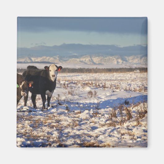 kalgary , alberta , canada magneet (Voorkant)