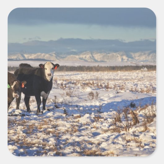 kalgary , alberta , canada vierkante sticker (Voorkant)