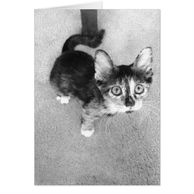 kalico kitten , zwart - wit (Voorkant)