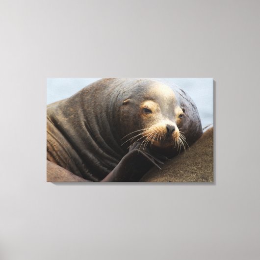 Kalifornische zeeleeuw rustend canvas afdruk (Voorkant)