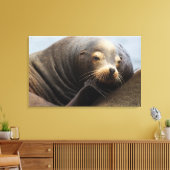 Kalifornische zeeleeuw rustend canvas afdruk (Insitu (Woonkamer))