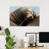 Kalifornische zeeleeuw rustend poster (Thuiskantoor)