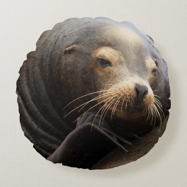 Kalifornische zeeleeuw rustend rond kussen (Voorkant)